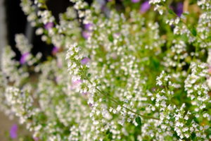 Calamintha nepeta nepeta
