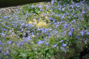 Campanula poscharskyana