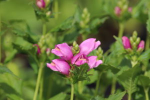 Chelone obliqua