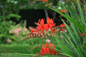 Crocosmia Lucifer