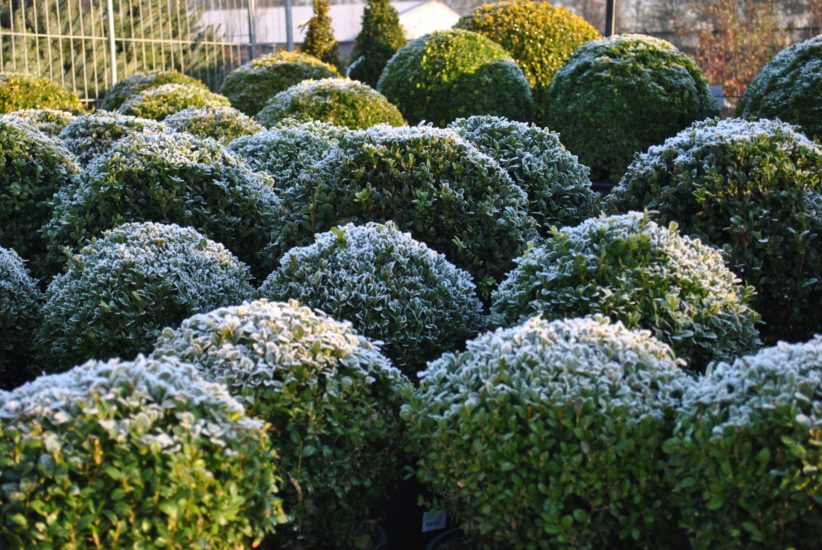 groenblijvende planten