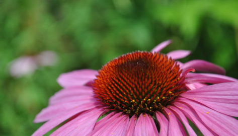 Vaste planten - Zeelandplant - meer dan soorten in het assortiment