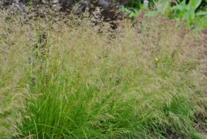 Deschampsia cespitosa Goldtau
