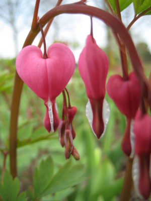 Dicentra spectabilis