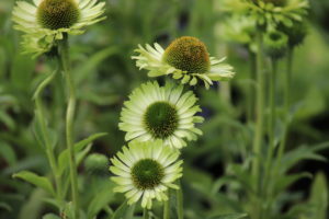 Echinacea purpurea Green Jewel