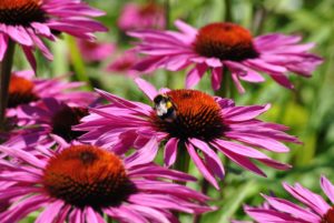 Echinacea purpurea