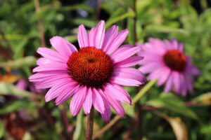 Echinacea purpurea Magnus