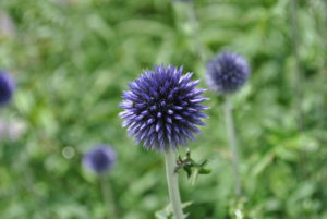 Echinops ritro Veitch's Blue