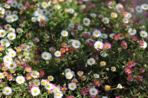 Erigeron karvinskianus