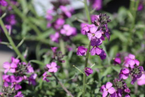 Erysimum Bowles Mauve