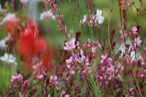 Gaura lindheimeri Siskiyou Pink