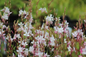 Gaura lindheimeri Whirling Butterflies