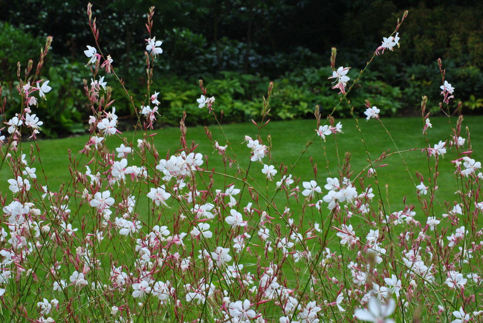 Gaura lindheimeri Whirling Butterflies Zeelandplant