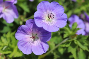 Geranium Rozanne