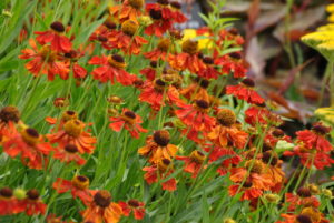 Helenium Moerheim Beauty