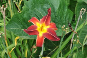 Hemerocallis Sammy Russell