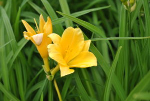 Hemerocallis Stella de Oro