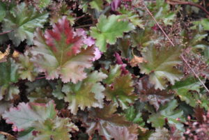 Heuchera Chocolate Ruffles