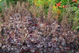 Heuchera Obsidian