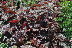 Heuchera micrantha Palace Purple