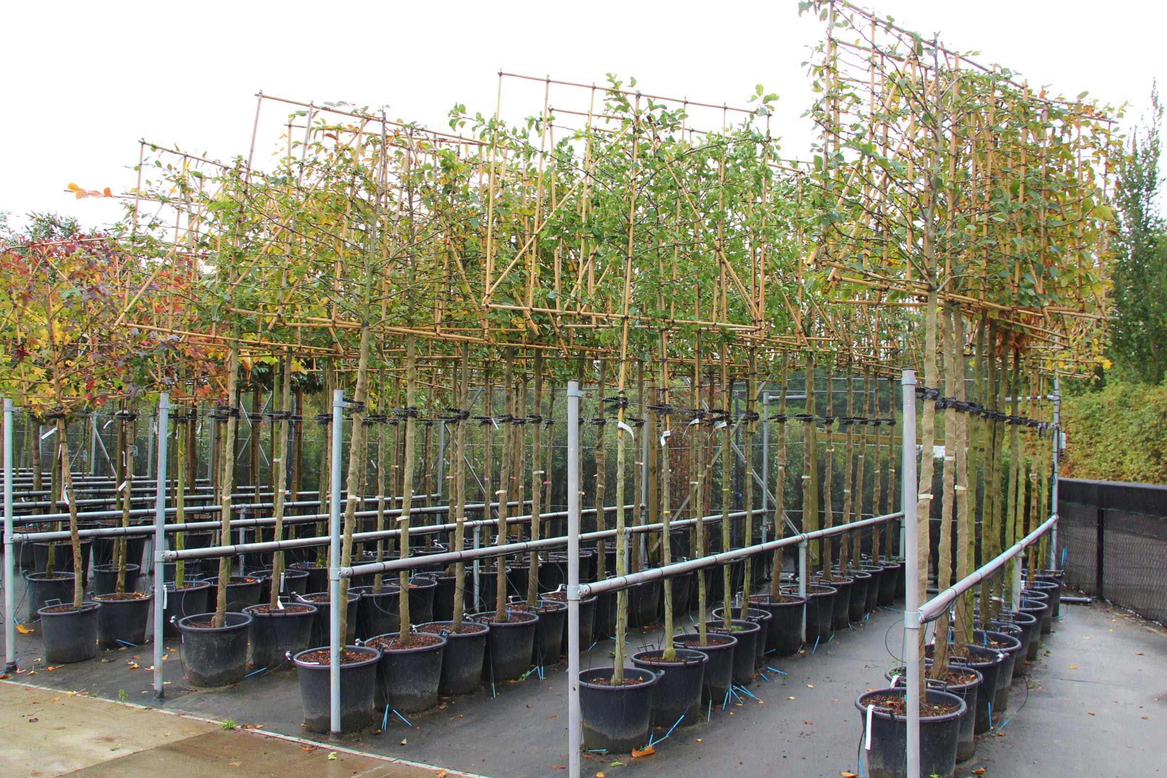 baseren Parel Continent Leibomen en Schermbomen - Zeelandplant - dé specialist in bomen