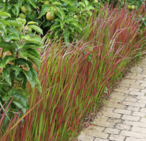 Imperata cylindrica Red Baron
