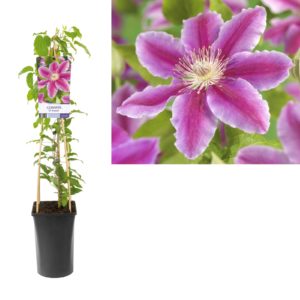 Clematis Dr Ruppel