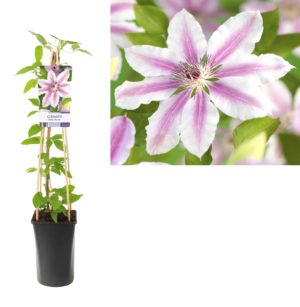 Clematis Nelly Moser