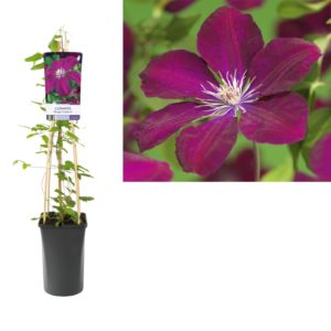 Clematis Rouge Cardinal