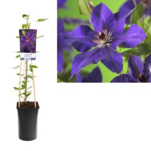Clematis The President