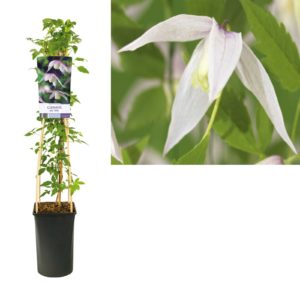 Clematis alpina Willy