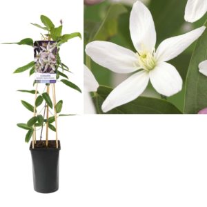 Clematis armandii Apple Blossom