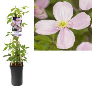 Clematis montana Rubens