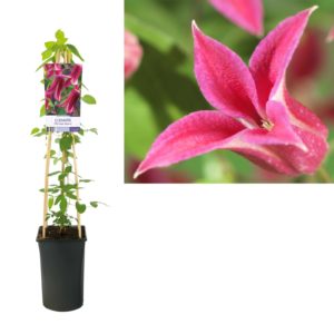 Clematis Princess Diana