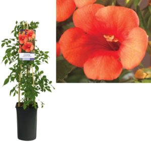 Campsis tagliabuana Madame Galen