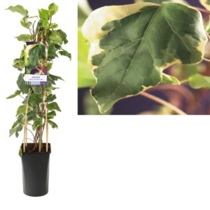 Hedera algeriensis Gloire de Marengo