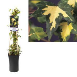 Hedera helix Goldheart