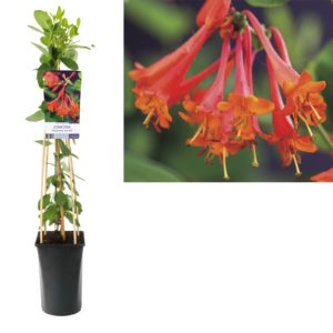 Lonicera brownii Dropmore Scarlet