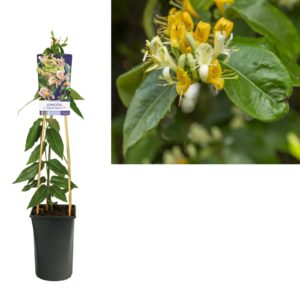 Lonicera henryi Copper Beauty