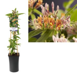 Lonicera henryi