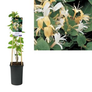 Lonicera japonica Hall's Prolific