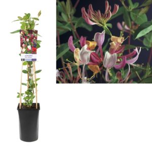 Lonicera periclymenum Serotina
