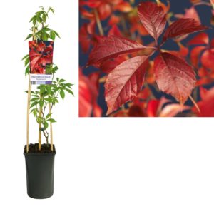 Parthenocissus quinquefolia Engelmannii