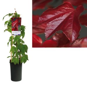 Parthenocissus tricuspidata Veitchii