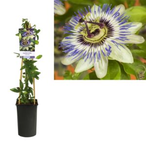 Passiflora caerulea