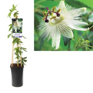 Passiflora caerulea Constance Elliott