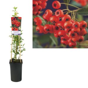 Pyracantha coccinea Red Column