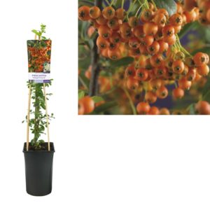 Pyracantha Orange Charmer