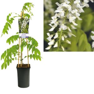 Wisteria floribunda Alba