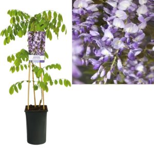 Wisteria sinensis Prolific
